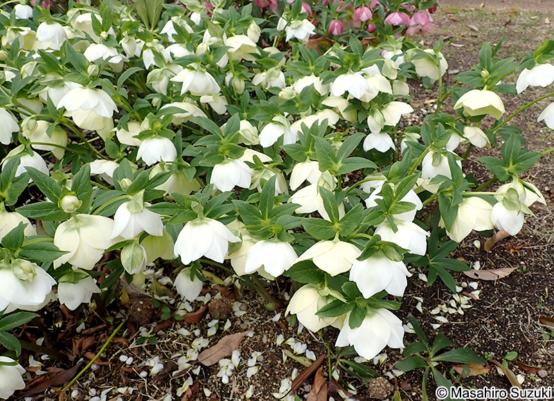 アシュードホワイトシフォン 'Ashwood White Chiffon'