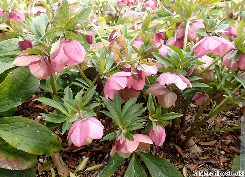 アシュードピーチカクテル 'Ashwood Peach Cocktail'