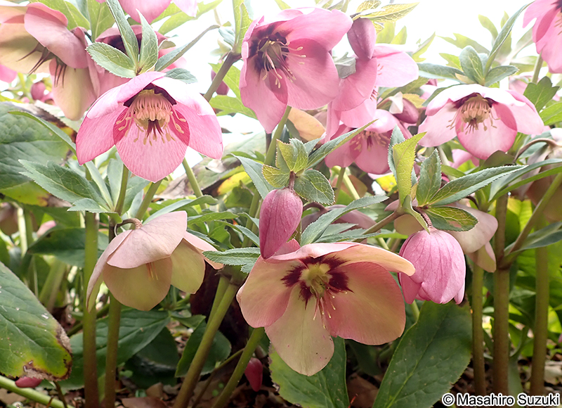 アシュードピーチカクテル 'Ashwood Peach Cocktail'