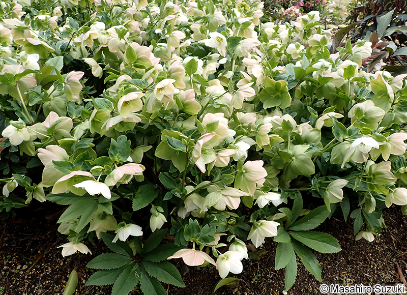 スノーホワイト 'Snow White'