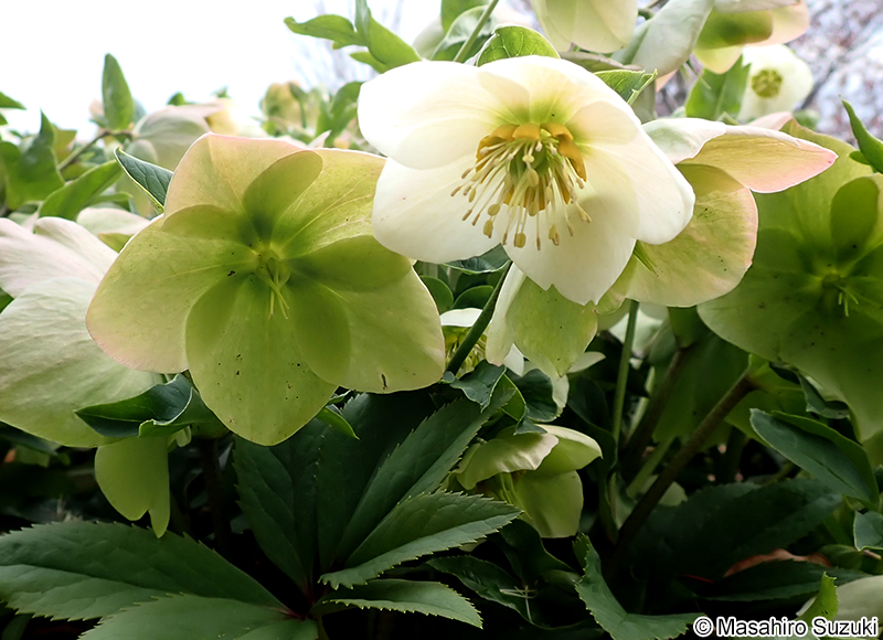 スノーホワイト 'Snow White'