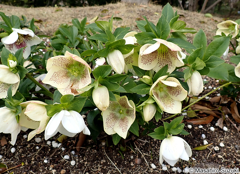 ライジングサン 'Rising Sun'