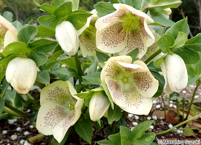 ライジングサン 'Rising Sun'