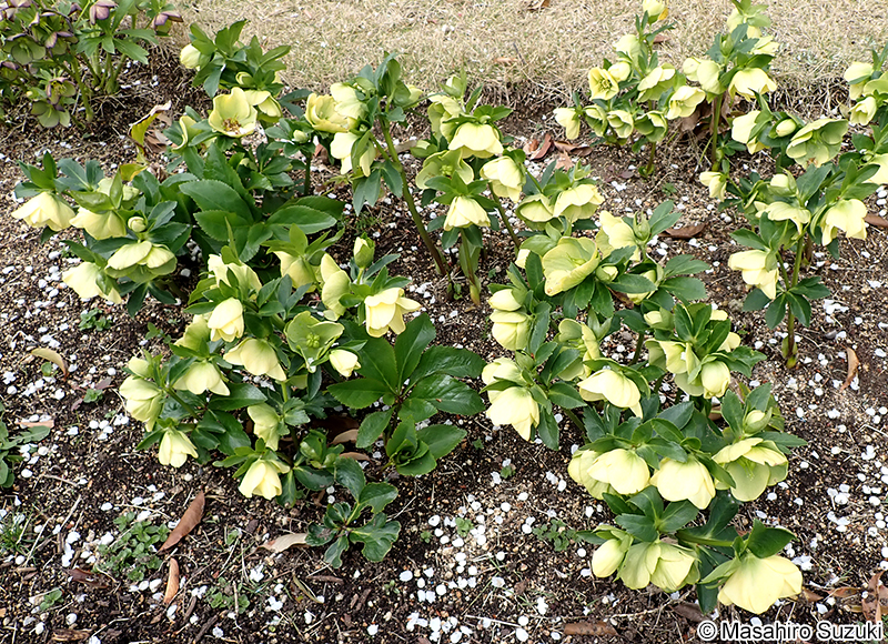 ファジームーン 'Fuzzy Moon'