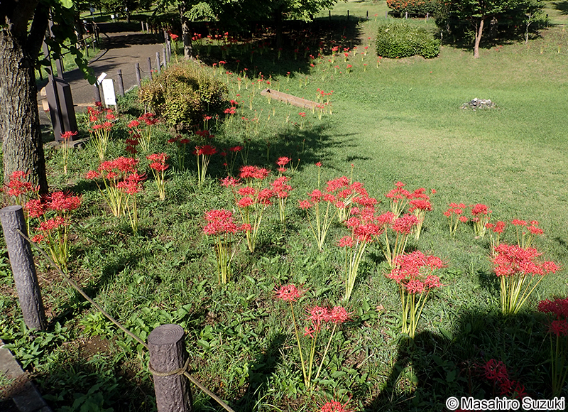 ヒガンバナ Lycoris radiata