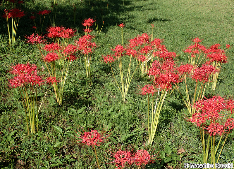 ヒガンバナ Lycoris radiata