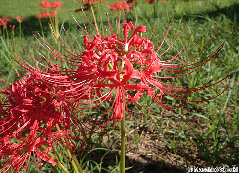ヒガンバナ Lycoris radiata