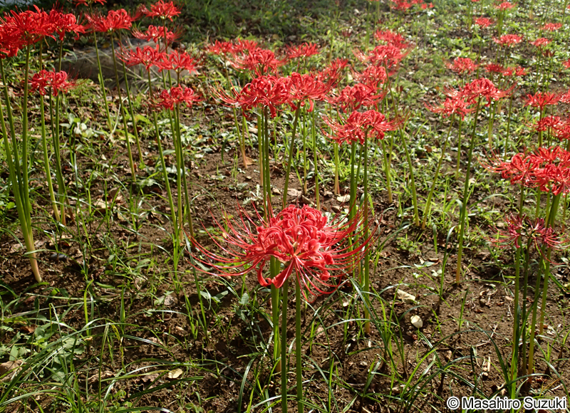 ヒガンバナ Lycoris radiata