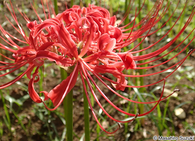 ヒガンバナ Lycoris radiata