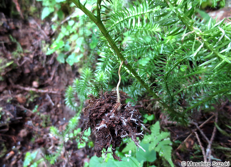 ヒカゲノカズラ Lycopodium clavatum