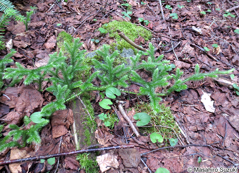 ヒカゲノカズラ Lycopodium clavatum