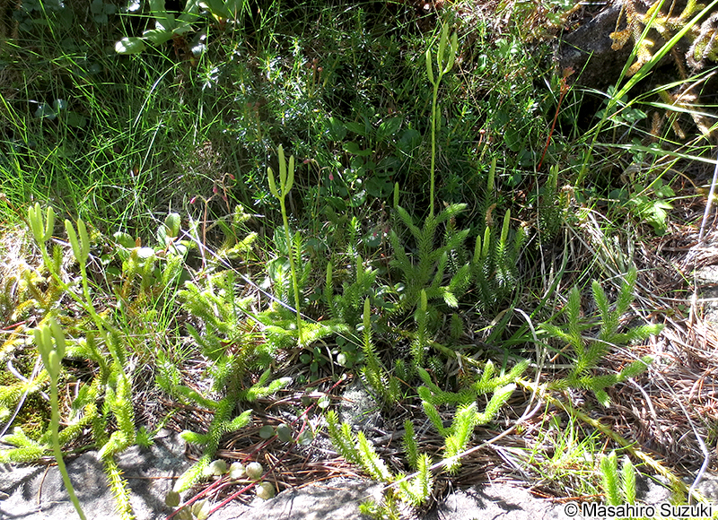 ヒカゲノカズラ Lycopodium clavatum