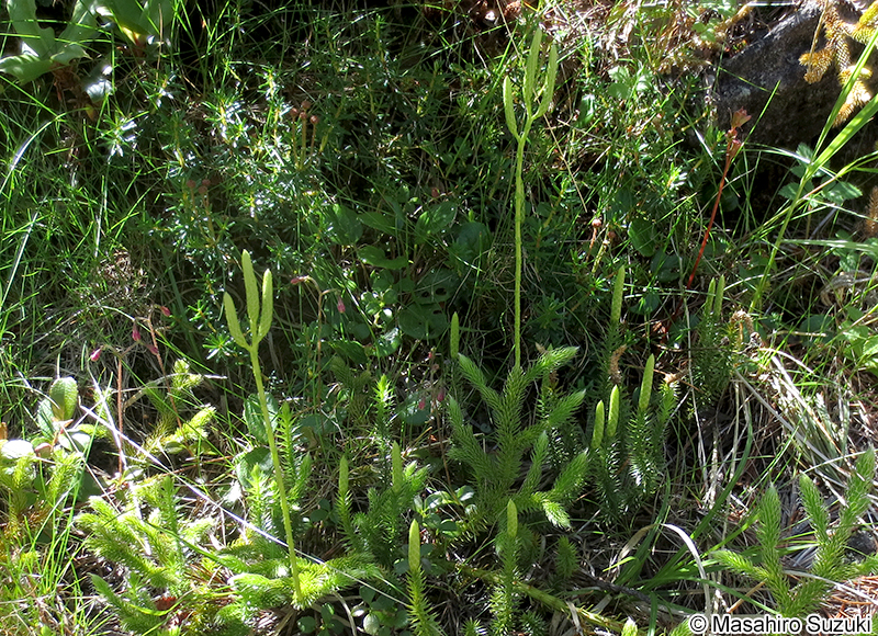ヒカゲノカズラの胞子嚢穂