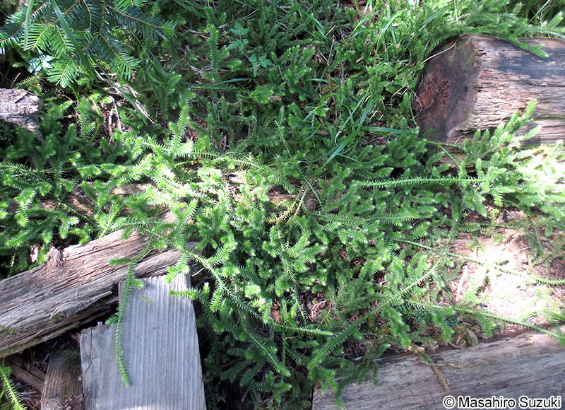 ヒカゲノカズラ Lycopodium clavatum