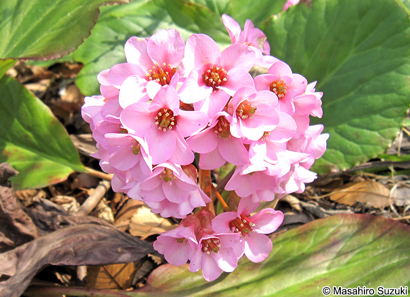ヒマラヤユキノシタ Bergenia stracheyi