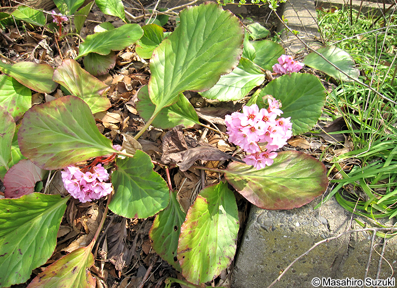 ヒマラヤユキノシタ Bergenia stracheyi