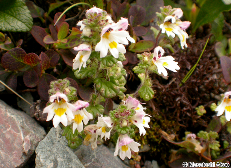 コバノコゴメグサ Euphrasia matsumurae