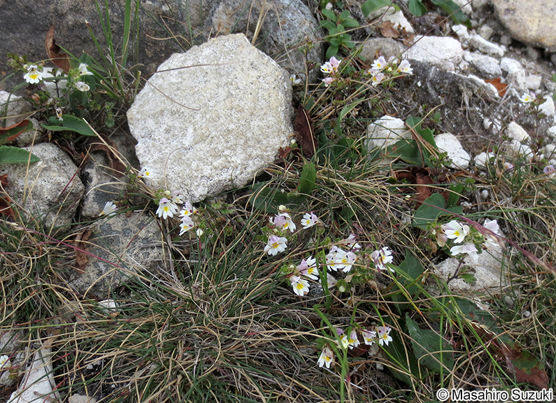 コバノコゴメグサ Euphrasia matsumurae