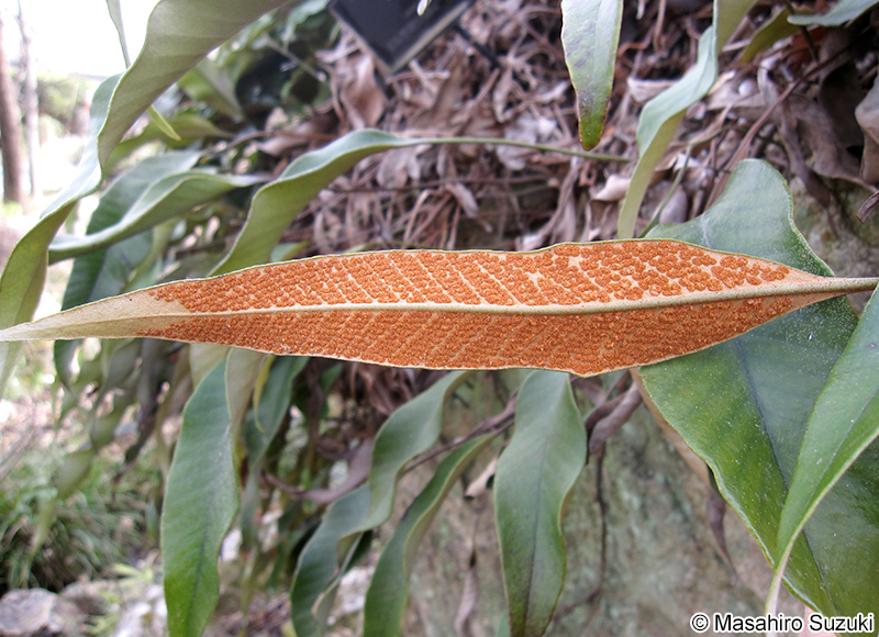 ヒトツバの胞子嚢