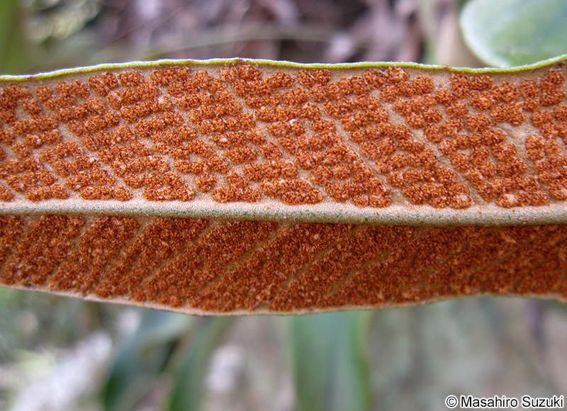 ヒトツバの胞子嚢