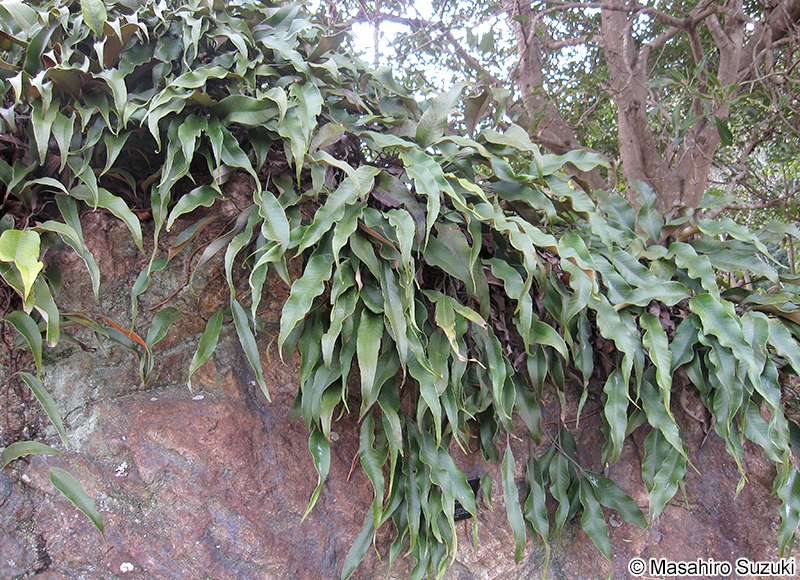 ヒトツバ Pyrrosia lingua