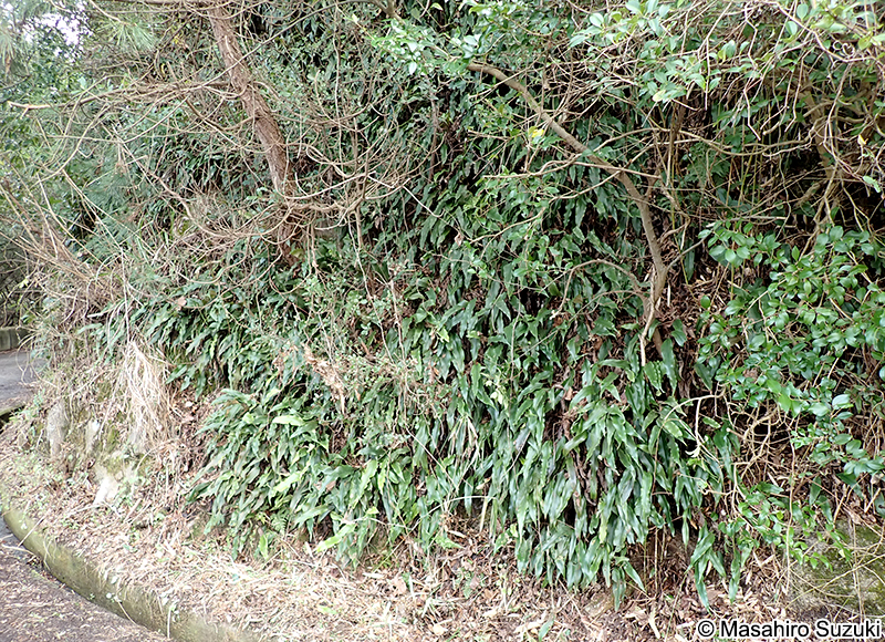 ヒトツバ Pyrrosia lingua