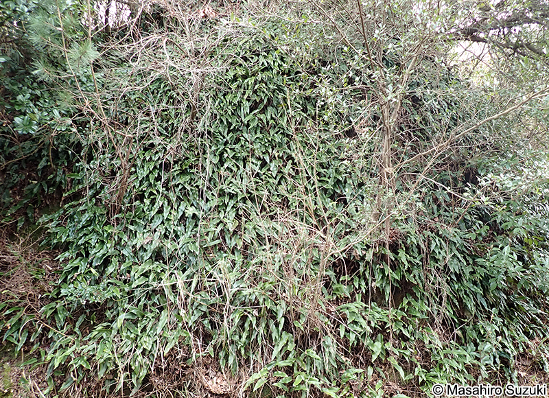 ヒトツバ Pyrrosia lingua