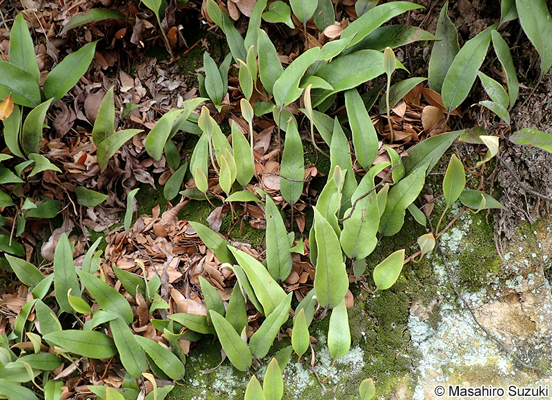 ヒトツバ Pyrrosia lingua