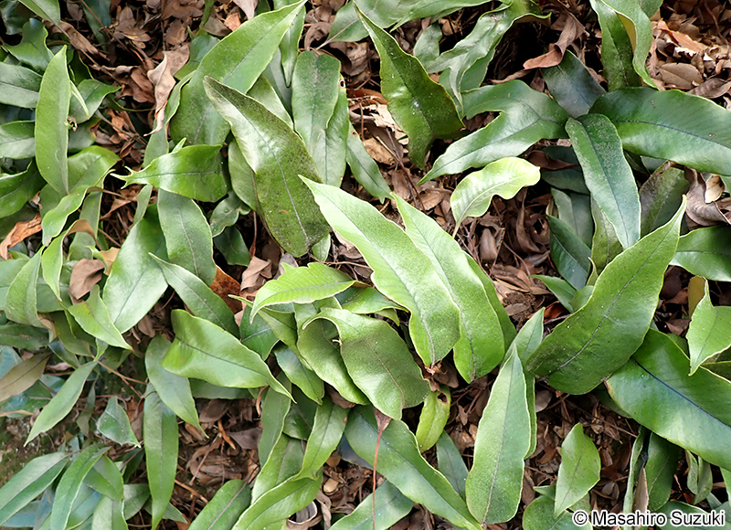 ヒトツバ Pyrrosia lingua