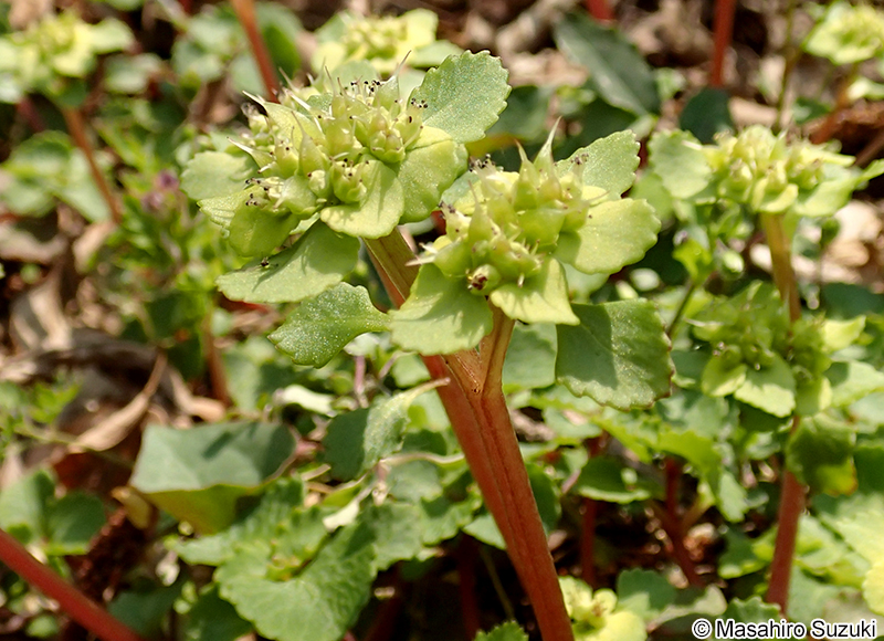 ホクリクネコノメソウ Chrysosplenium fauriei