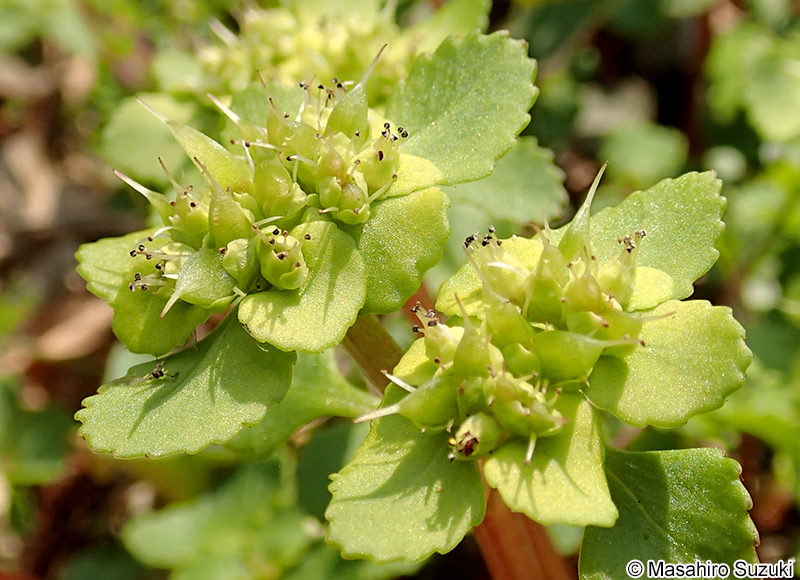 ホクリクネコノメソウ Chrysosplenium fauriei