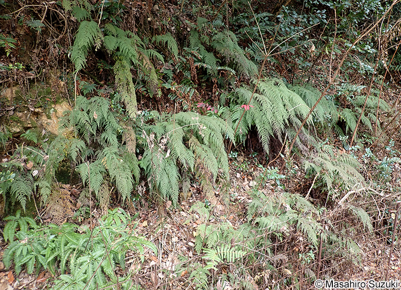 ホラシノブ Odontosoria chinensis