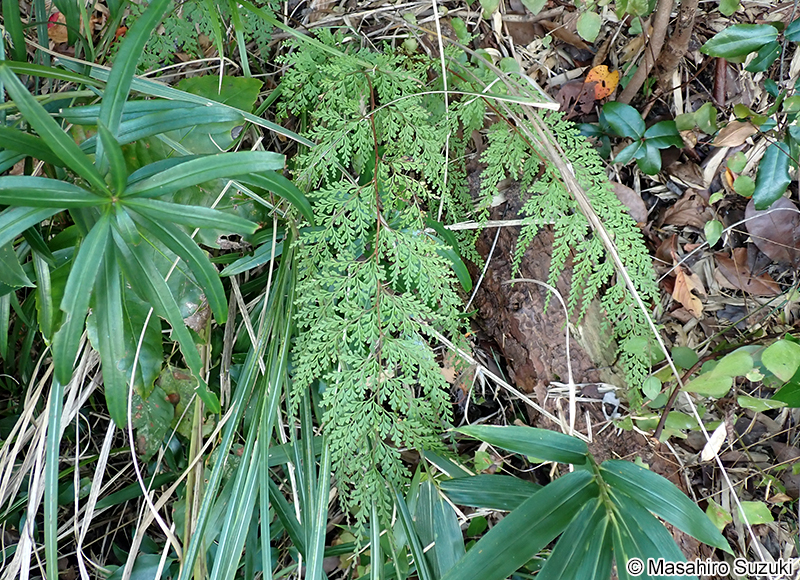 ホラシノブ Odontosoria chinensis