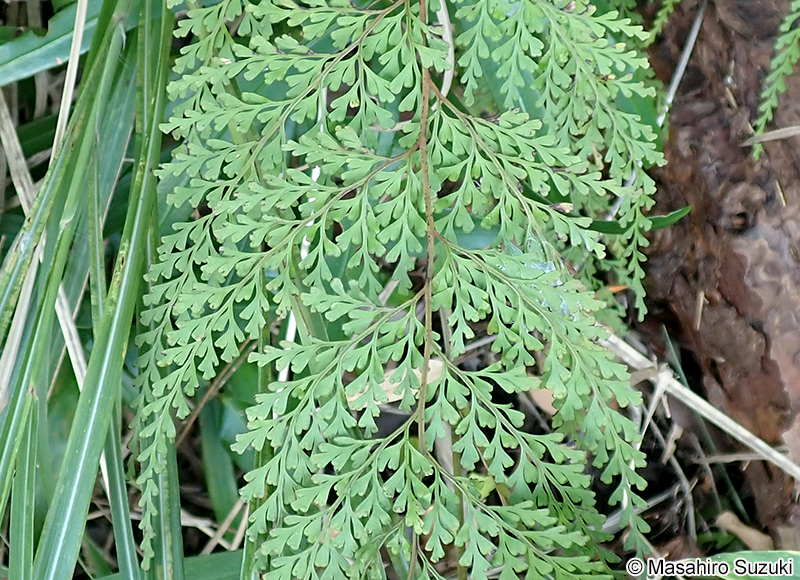 ホラシノブ Odontosoria chinensis