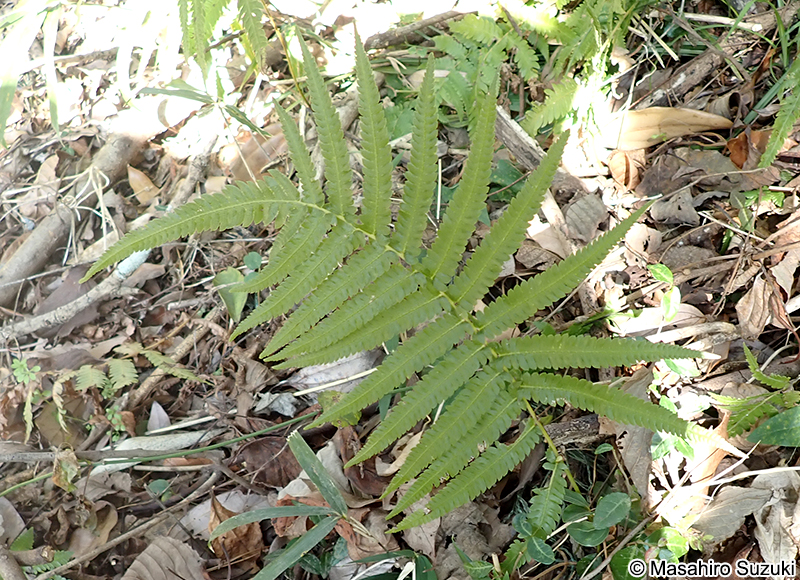 ホシダ Thelypteris acuminata