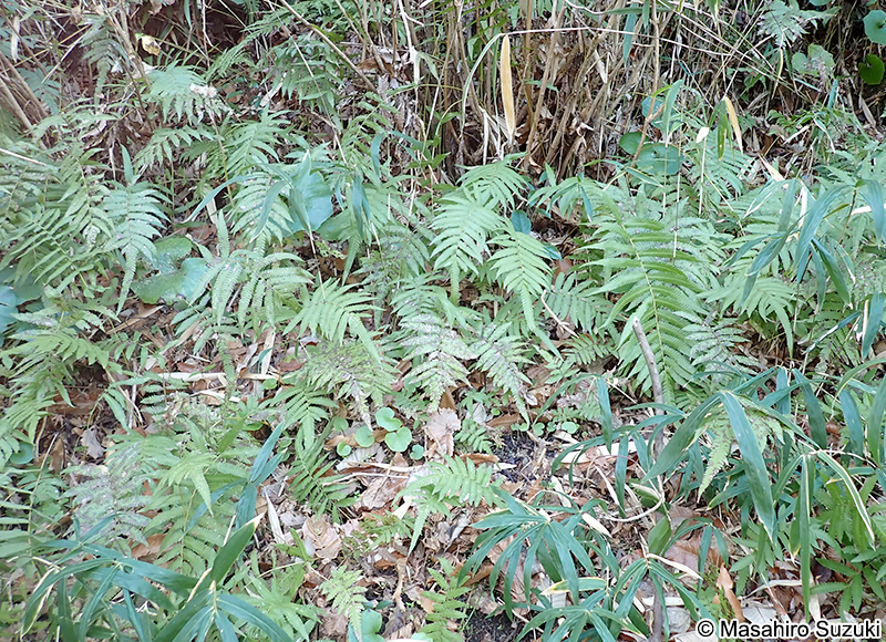 ホシダ Thelypteris acuminata