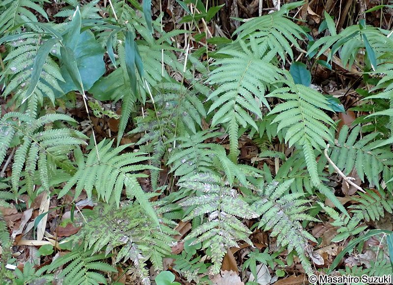 ホシダ Thelypteris acuminata