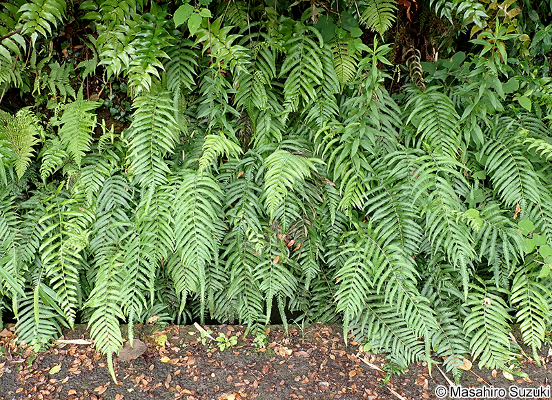 ホシダ Thelypteris acuminata