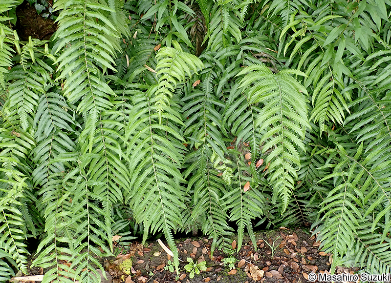 ホシダ Thelypteris acuminata