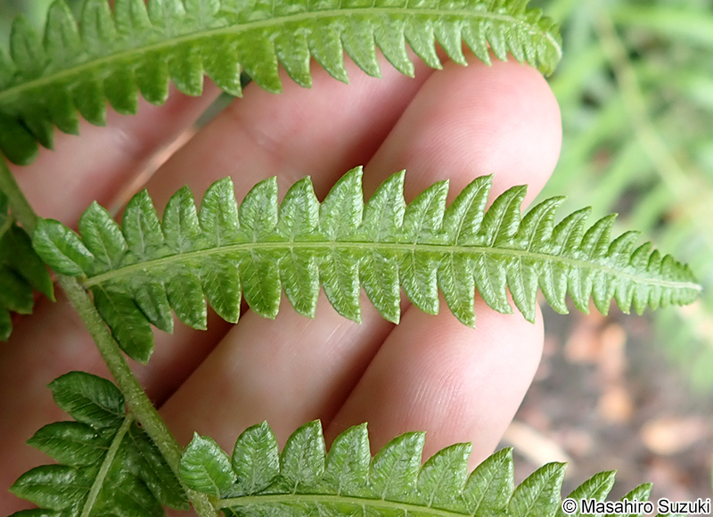 ホシダ Thelypteris acuminata