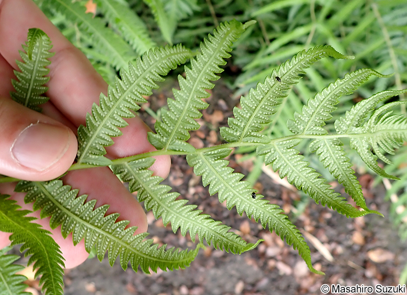 ホシダ Thelypteris acuminata