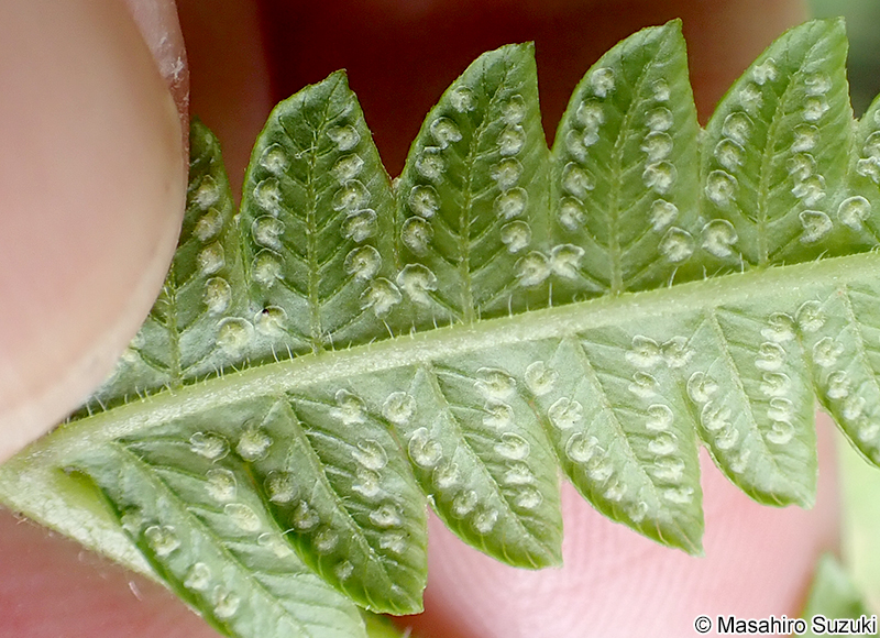 ホシダ Thelypteris acuminata
