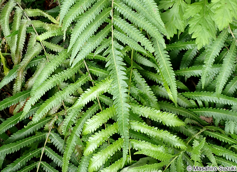 ホシダ Thelypteris acuminata