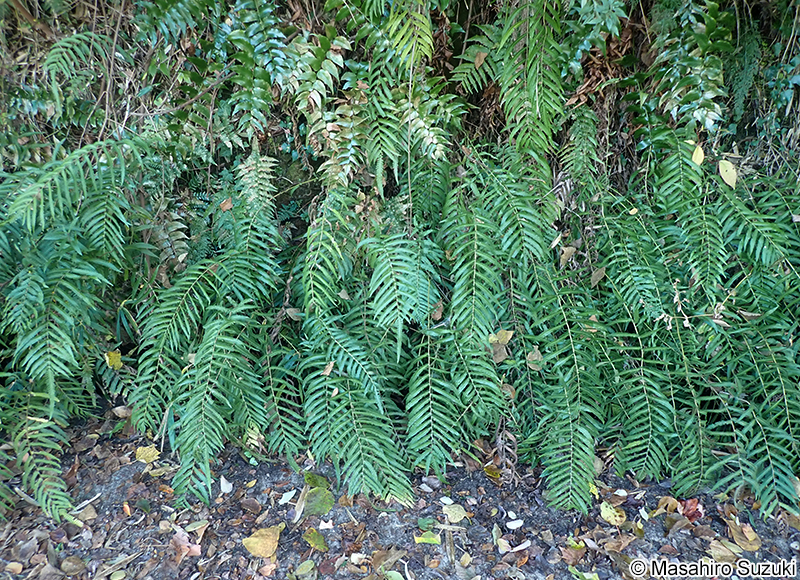 ホシダ Thelypteris acuminata
