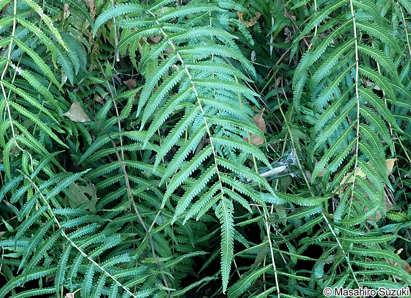 ホシダ Thelypteris acuminata