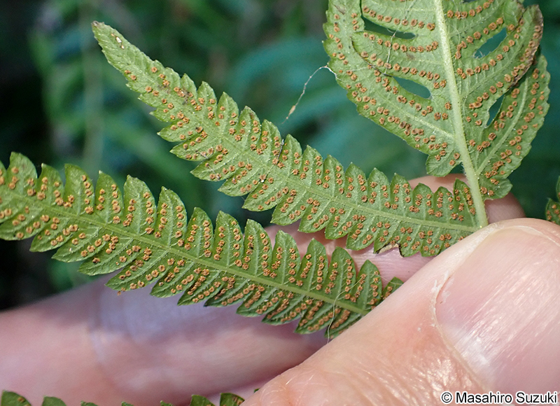 ホシダ Thelypteris acuminata