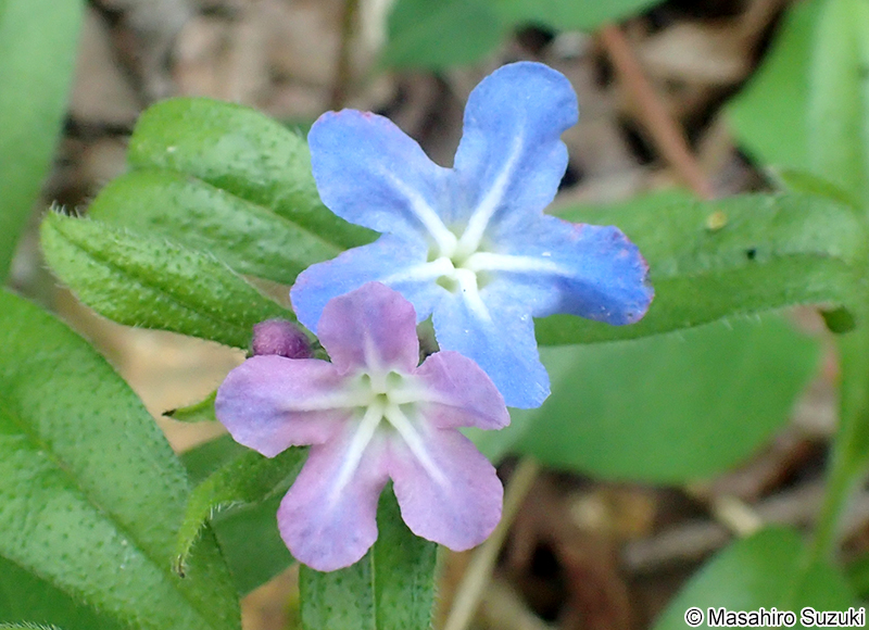 ホタルカズラ Lithospermum zollingeri