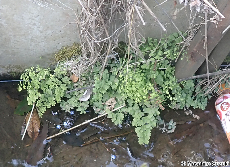 ホウライシダ Adiantum capillus-veneris