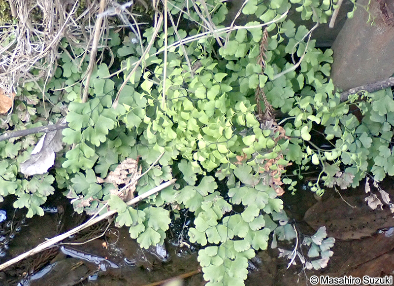 ホウライシダ Adiantum capillus-veneris