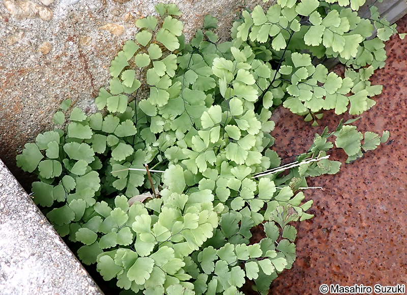 ホウライシダ Adiantum capillus-veneris